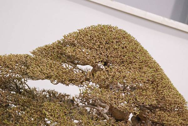 DSC_2693.jpg DSC_2693.jpg