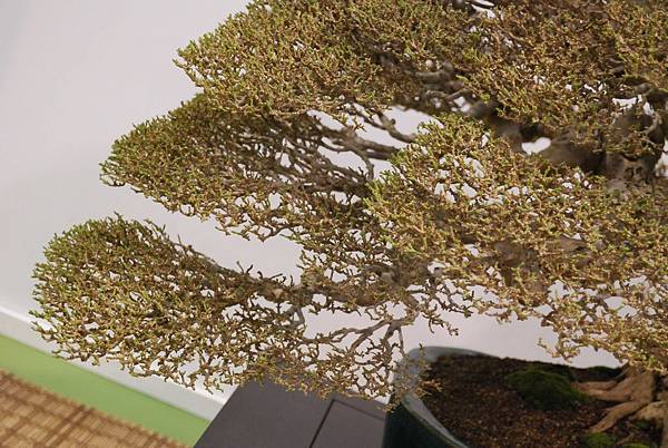 DSC_2694.jpg DSC_2694.jpg