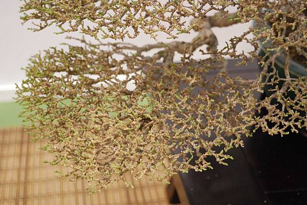 DSC_2695.jpg DSC_2695.jpg