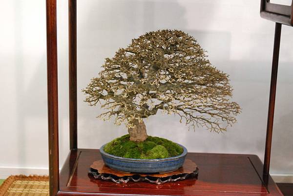 DSC_2700.jpg DSC_2700.jpg