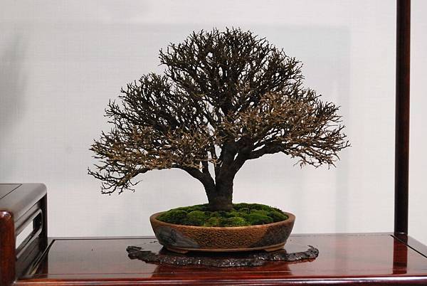 DSC_2703.jpg DSC_2703.jpg