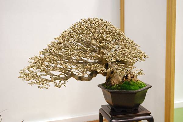 DSC_2705.jpg DSC_2705.jpg