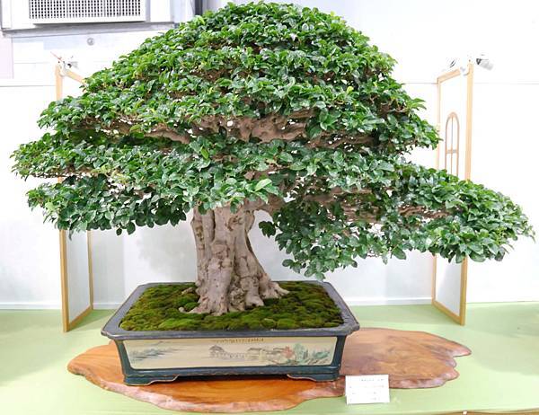 DSC_2708.jpg DSC_2708.jpg