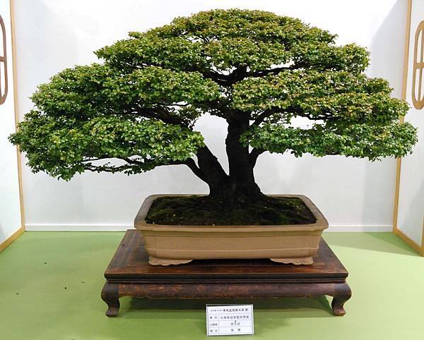 DSC_2707.jpg DSC_2707.jpg