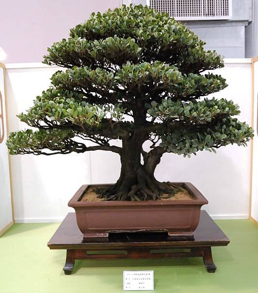 DSC_2709.jpg DSC_2709.jpg