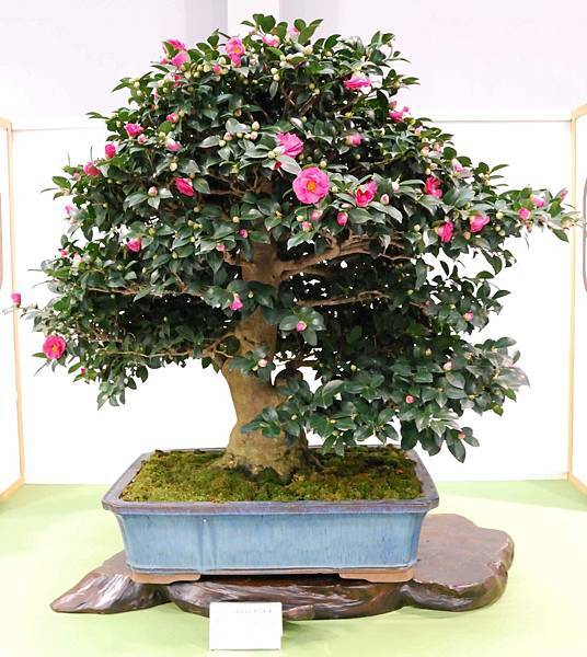 DSC_2712.jpg DSC_2712.jpg