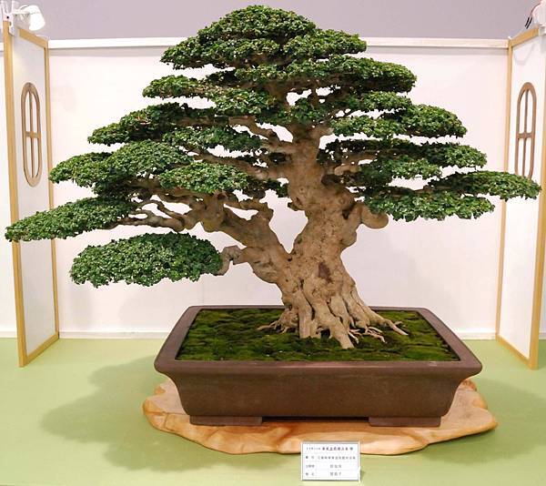 DSC_2714.jpg DSC_2714.jpg