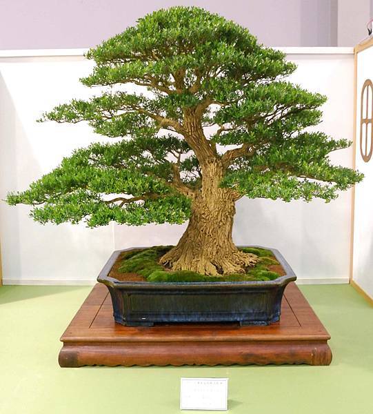 DSC_2713.jpg DSC_2713.jpg