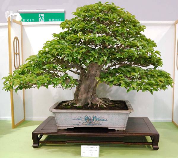 DSC_2717.jpg DSC_2717.jpg