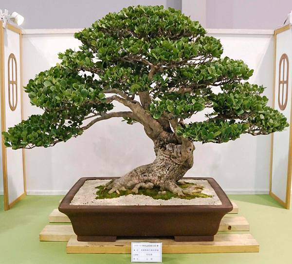 DSC_2716.jpg DSC_2716.jpg