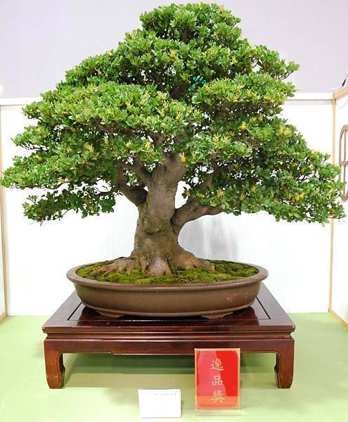 DSC_2718.jpg DSC_2718.jpg