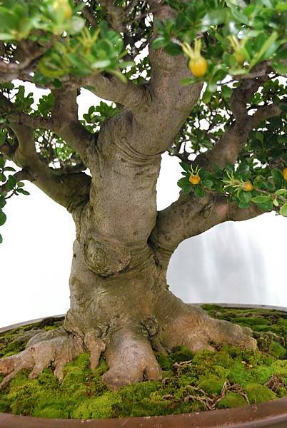 DSC_2720.jpg DSC_2720.jpg