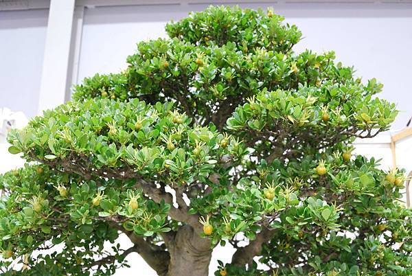 DSC_2721.jpg DSC_2721.jpg