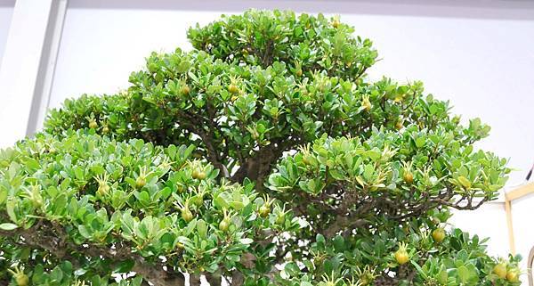 DSC_2722.jpg DSC_2722.jpg