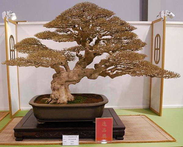 DSC_2724.jpg DSC_2724.jpg