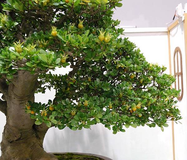 DSC_2723.jpg DSC_2723.jpg