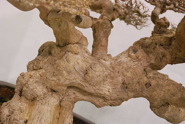 DSC_2726.jpg DSC_2726.jpg