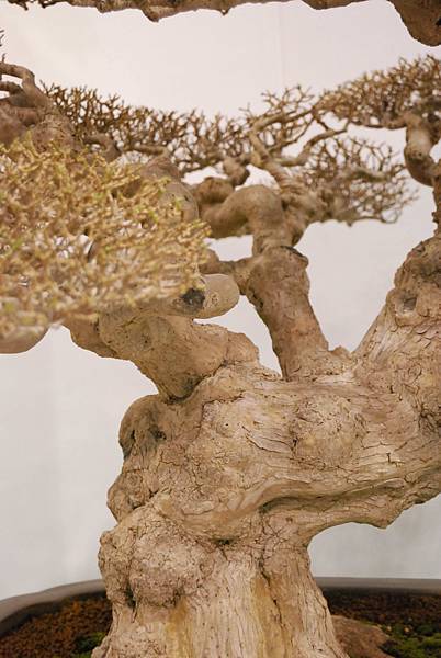 DSC_2728.jpg DSC_2728.jpg