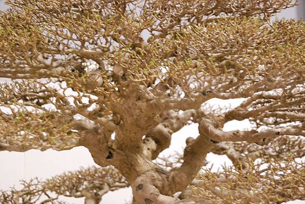 DSC_2729.jpg DSC_2729.jpg