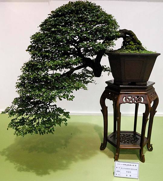 DSC_2732.jpg DSC_2732.jpg