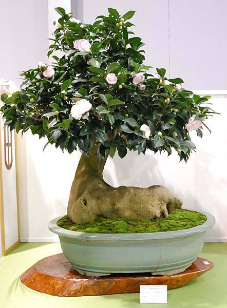 DSC_2734.jpg DSC_2734.jpg