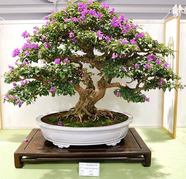 DSC_2736.jpg DSC_2736.jpg