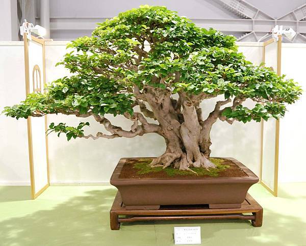 DSC_2738.jpg DSC_2738.jpg