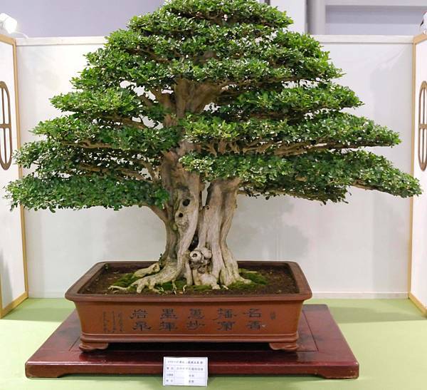 DSC_2740.jpg DSC_2740.jpg