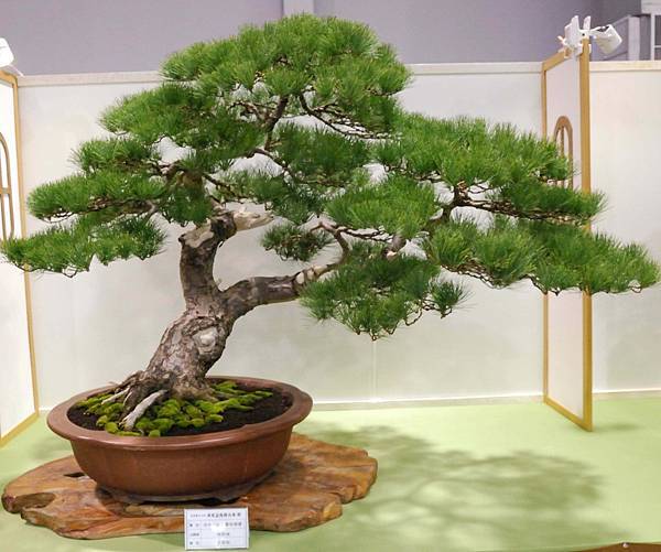 DSC_2744.jpg DSC_2744.jpg