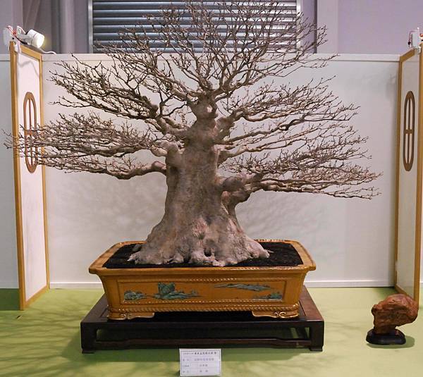 DSC_2747.jpg DSC_2747.jpg