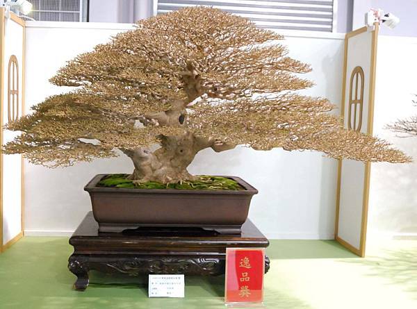 DSC_2749.jpg DSC_2749.jpg