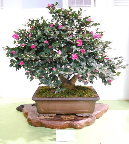 DSC_2748.jpg DSC_2748.jpg