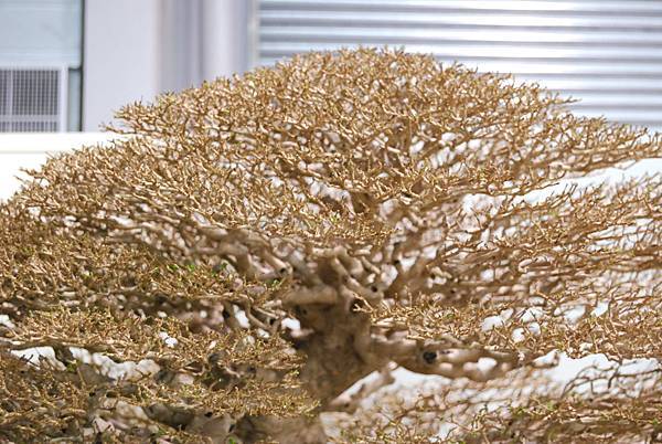 DSC_2753.jpg DSC_2753.jpg