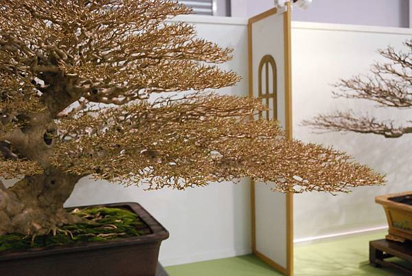 DSC_2754.jpg DSC_2754.jpg