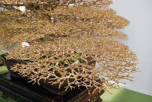 DSC_2755.jpg DSC_2755.jpg