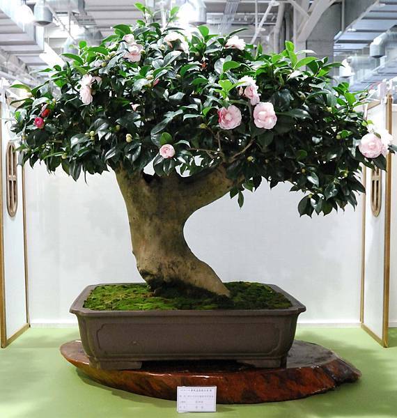 DSC_2759.jpg DSC_2759.jpg