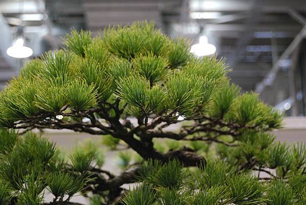 DSC_2763.jpg DSC_2763.jpg