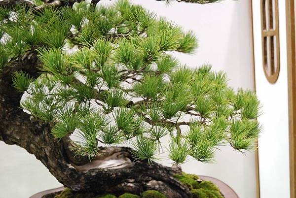 DSC_2765.jpg DSC_2765.jpg