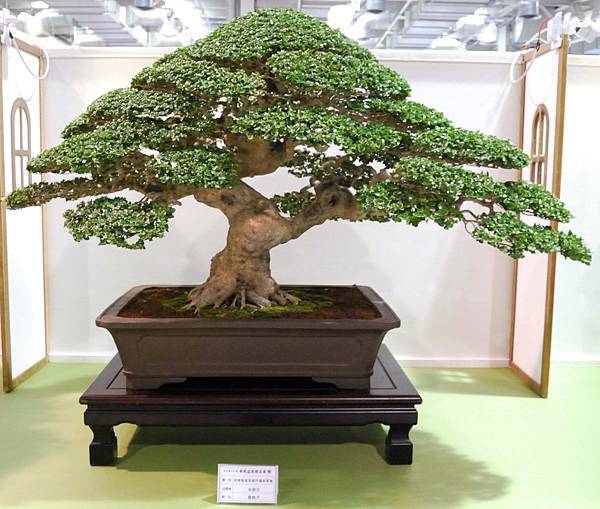 DSC_2768.jpg DSC_2768.jpg