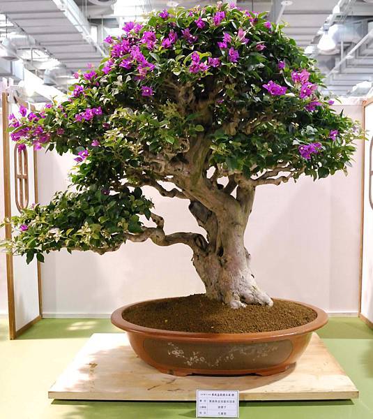 DSC_2770.jpg DSC_2770.jpg