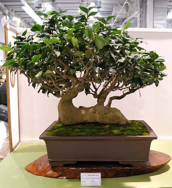 DSC_2772.jpg DSC_2772.jpg