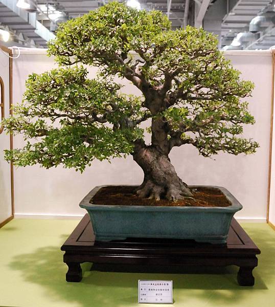 DSC_2771.jpg DSC_2771.jpg