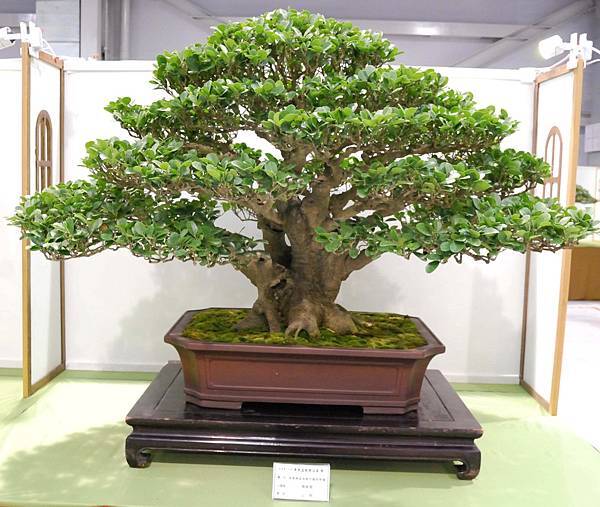 DSC_2773.jpg DSC_2773.jpg