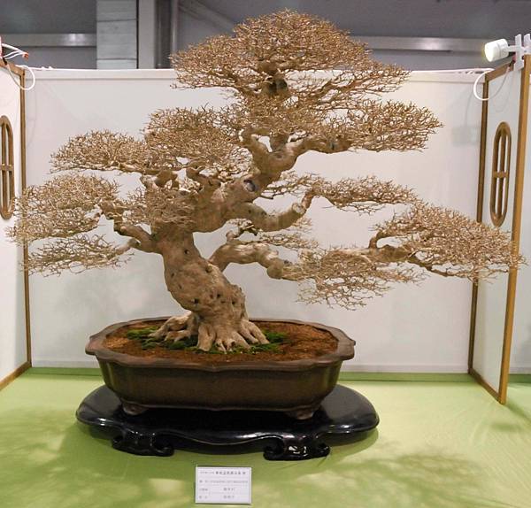 DSC_2774.jpg DSC_2774.jpg