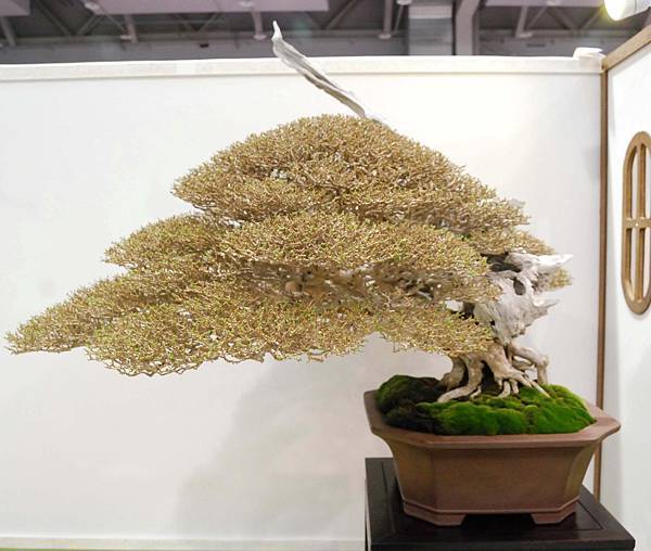 DSC_2778.jpg DSC_2778.jpg