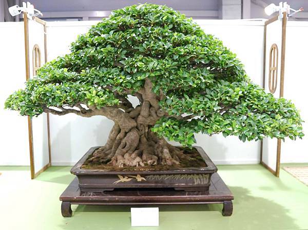 DSC_2779.jpg DSC_2779.jpg