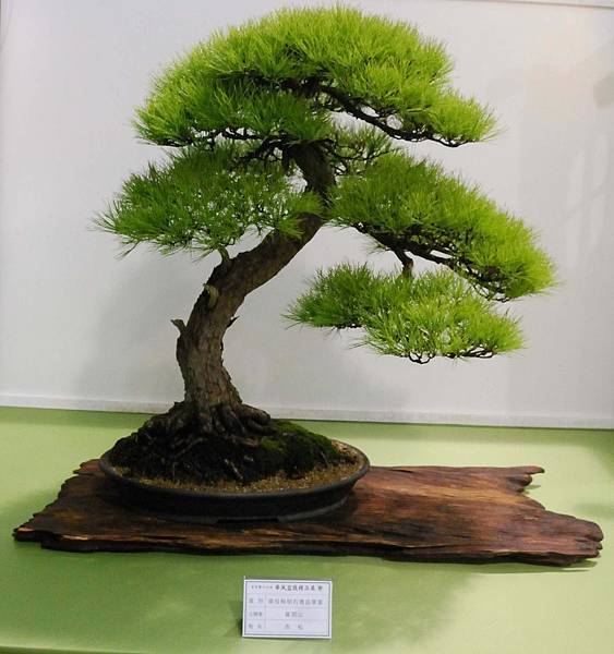 DSC_2782.jpg DSC_2782.jpg