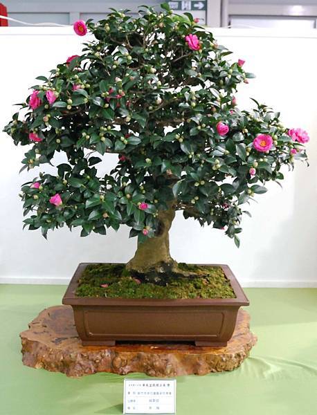 DSC_2784.jpg DSC_2784.jpg