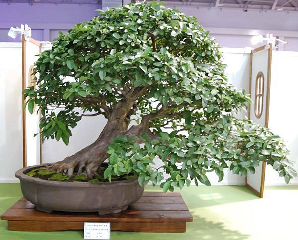 DSC_2783.jpg DSC_2783.jpg