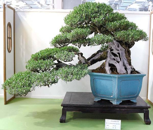 DSC_2785.jpg DSC_2785.jpg